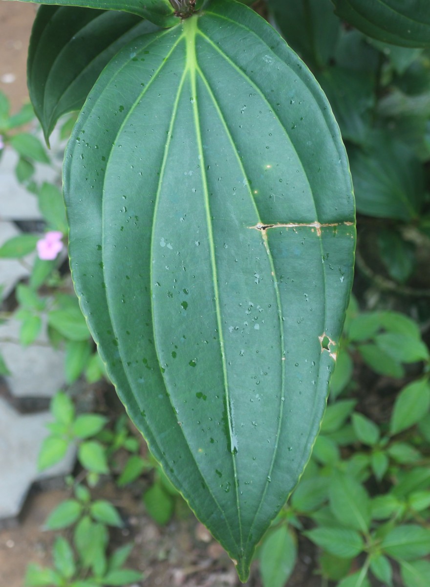 Medinilla multiflora Merr.